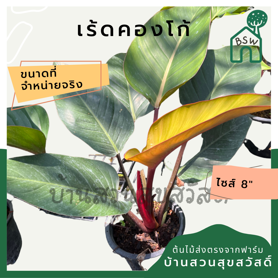 เร้ดคองโก | Philodendron Red Congo | ไม้ฟอกอากาศ ฟิโลเดนดรอนใบใหญ่ กระถาง 8 นิ้ว