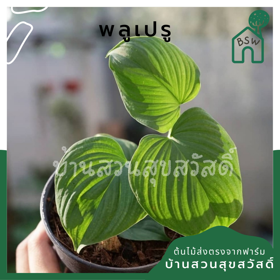 พลูเปรู (Marcgravia Umbellata) ไม้เลื้อยในกระถาง 4 นิ้ว