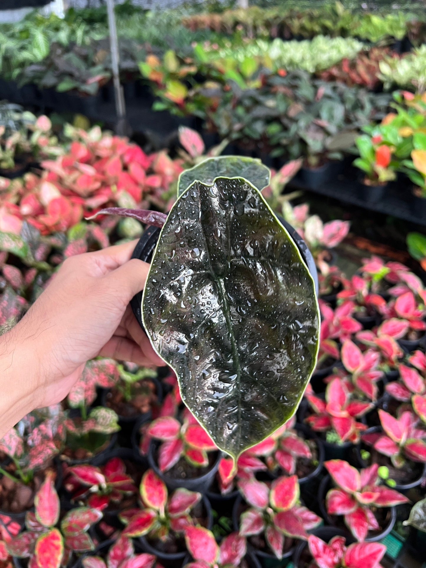 อโลคาเซีย อัซลานีอาย กระดูกสีชมพูม่วง กระถาง 4 นิ้ว (Alocasia Azlanii)