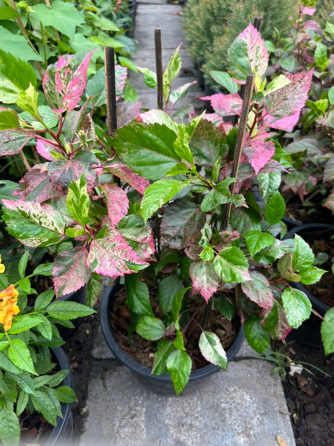 ต้นชบาด่าง กระถาง 11 นิ้ว ใบด่างสวย สีละมุน ออกดอกตลอดปี