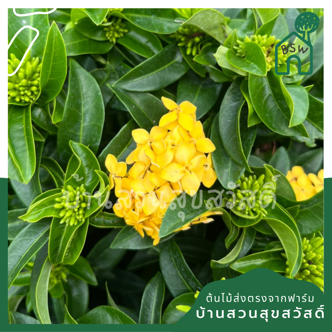 ต้นเข็ม ชัชวาลย์ กระถางใหญ่ พุ่มสูง ดอกมี 2 สี เข็มใบเรียวๆ