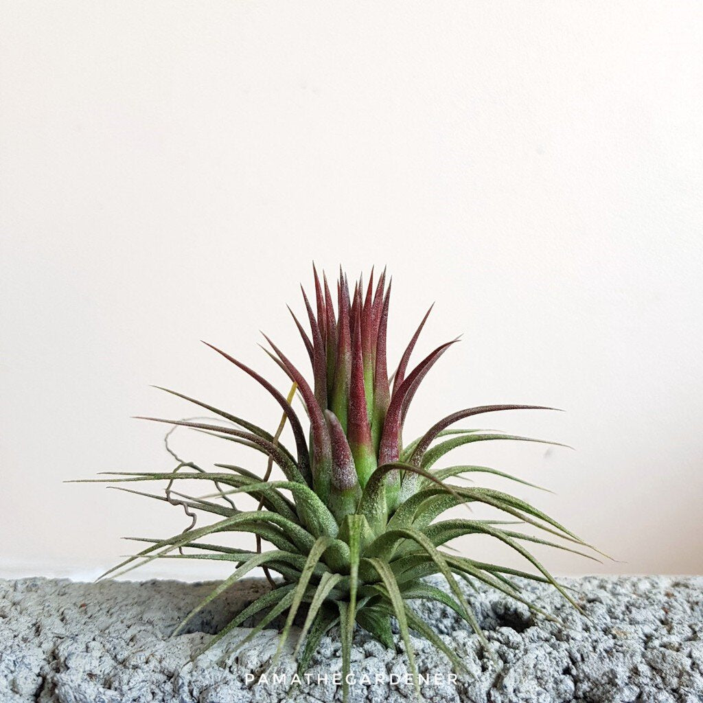 ทิลแลนเซียต้นทรงดอกบัว Tillansia ionantha druid *ปกติใบเป็นสีเขียว