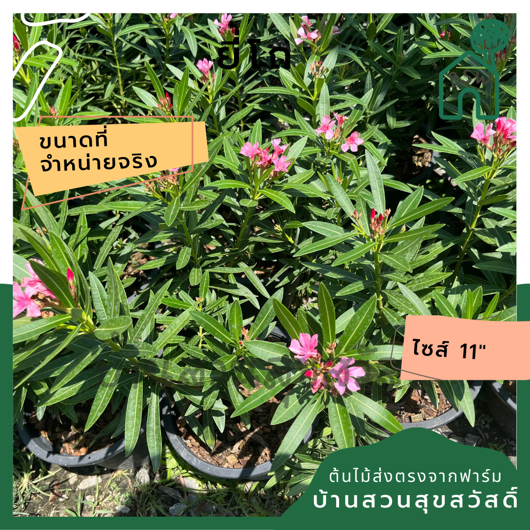 ยี่โถ ต้นยี่โถ กระถาง 11 นิ้ว ไม้แดด ต้นใหญ่สวยมาก ออกดอกตลอดปี