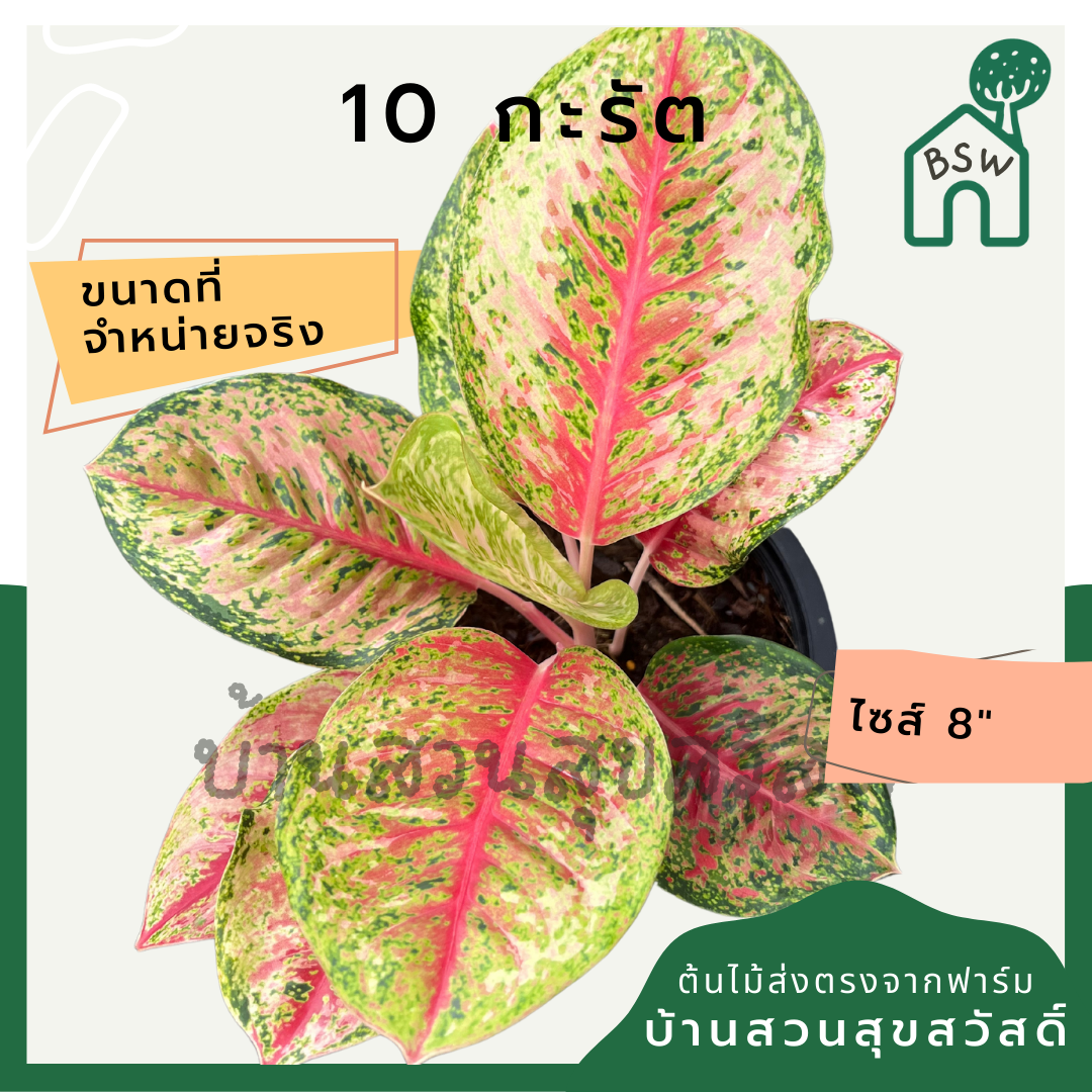 10 กะรัต กระถาง 8 นิ้ว อโกลนีมา ด่างแบบโดดเด่น aglaonema ไม้แรร์