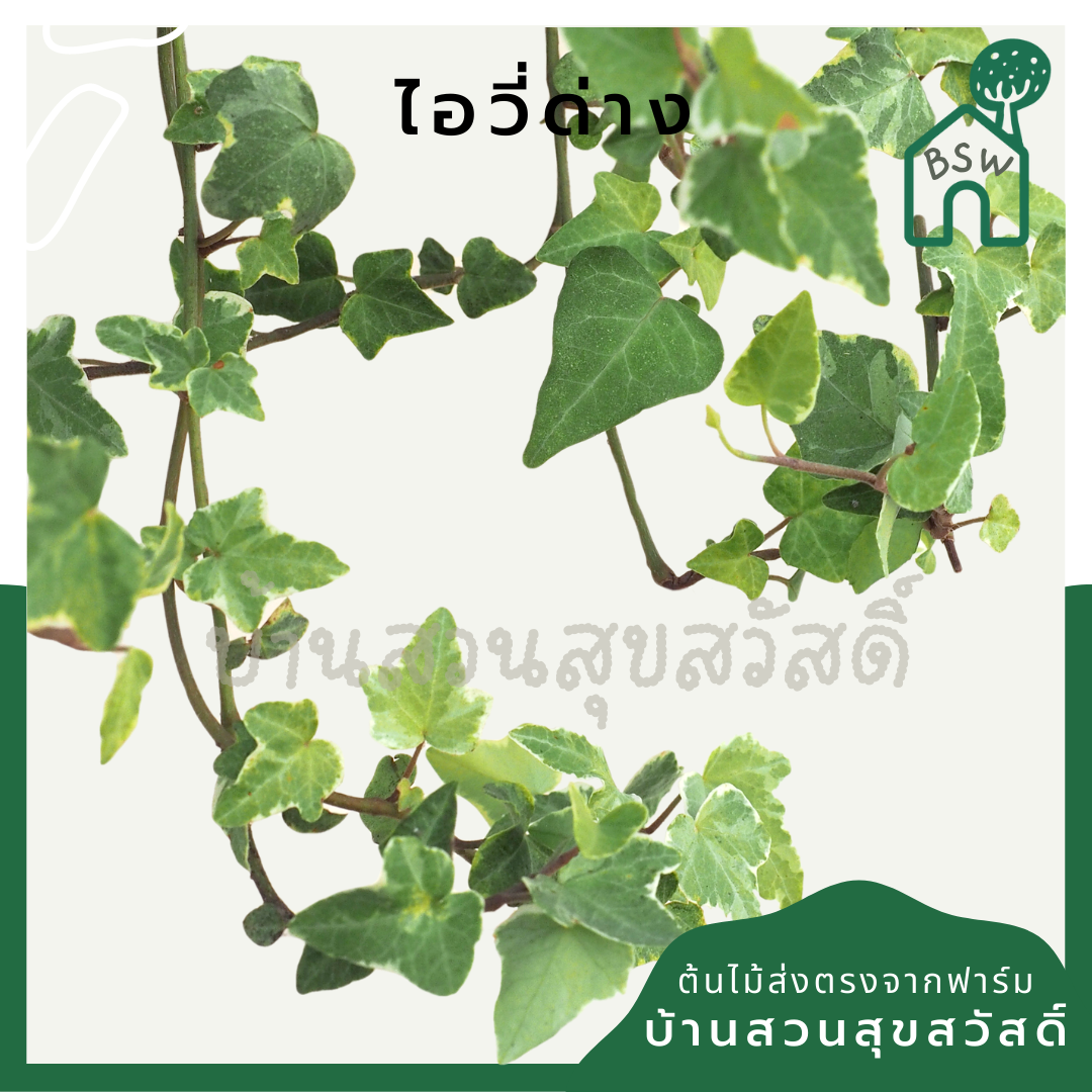 ต้นไอวี่ด่าง กระถาง 3 นิ้ว