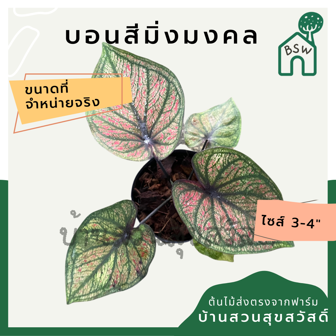 บอนสีมิ่งมงคล (Caladium) ไม้มงคลในกระถางพร้อมตั้ง