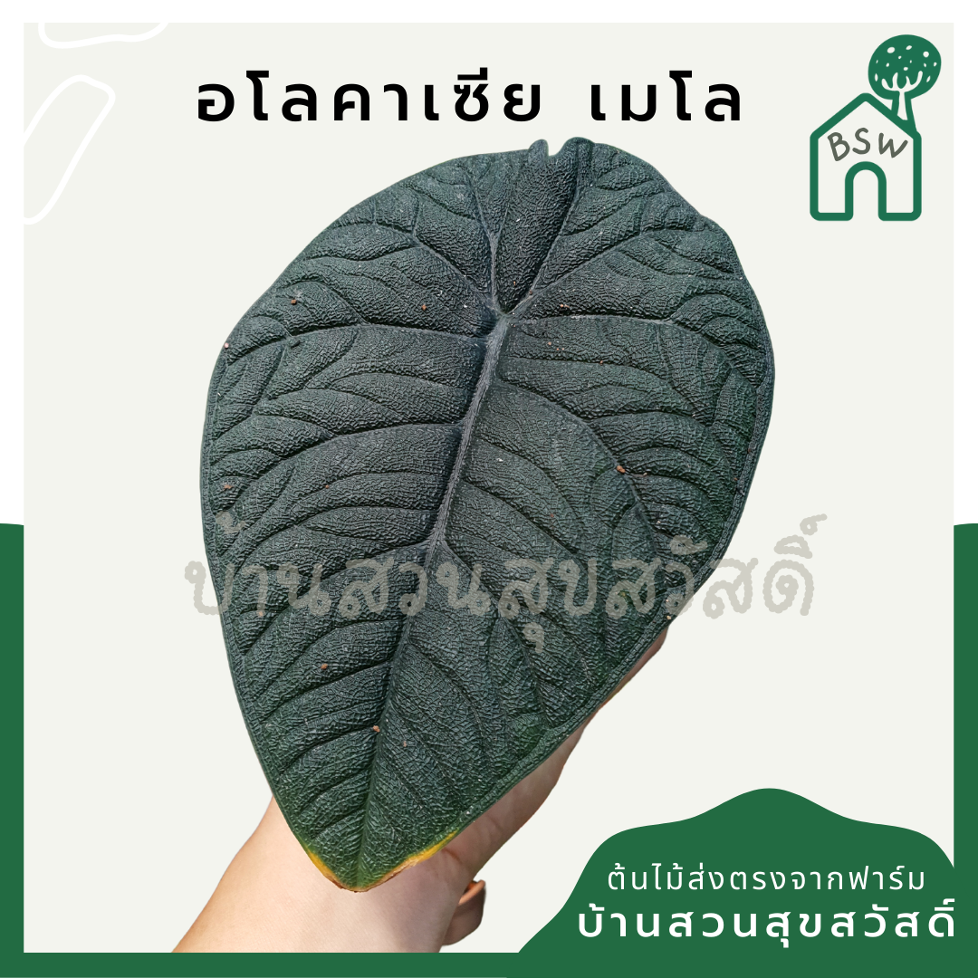 อโลคาเซียเมโล (Alocasia Melo) ไม้ใบหนาในกระถางพร้อมตั้ง