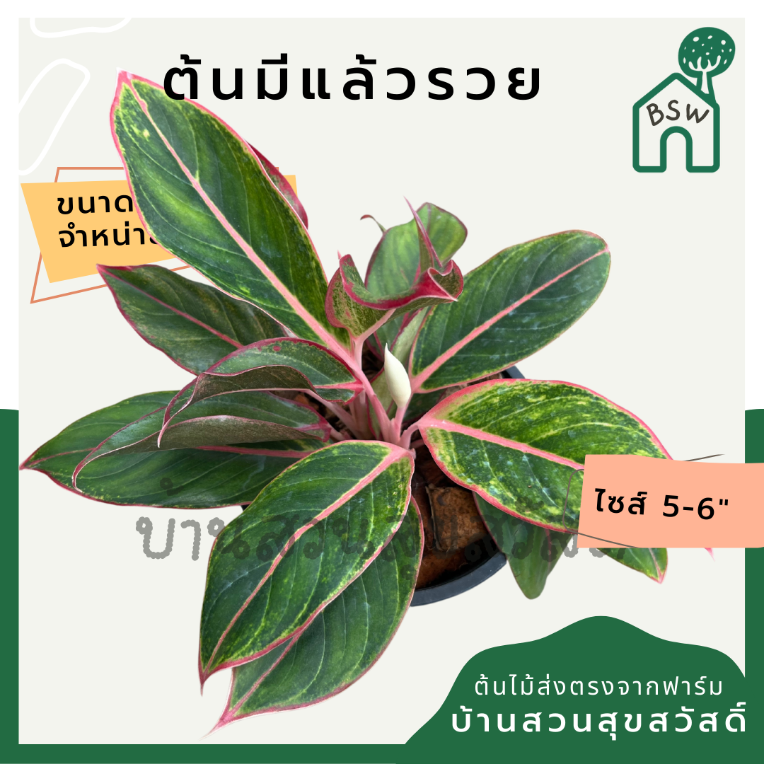 มีแล้วรวย กระถาง 5-6 นิ้ว ต้นมีแล้วรวย อโกลนีมา ด่างแบบโดดเด่น aglaonema