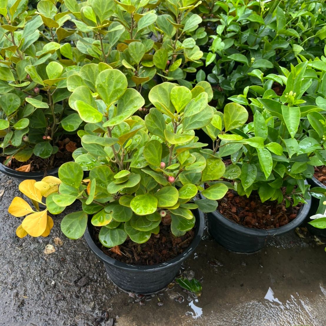 สาลิกาลิ้นทอง (Ficus Annulata 'Variegata') ไม้มงคลในกระถาง 11 นิ้ว