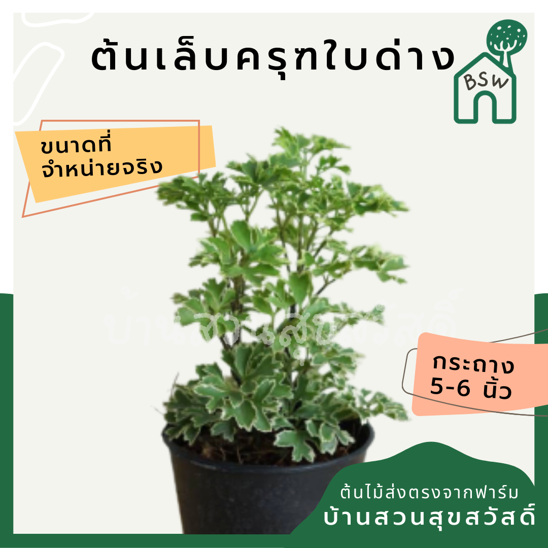 เล็บครุฑใบด่าง (Polyscias Guilfoylei 'Variegata') ไม้มงคลใบลายในกระถาง
