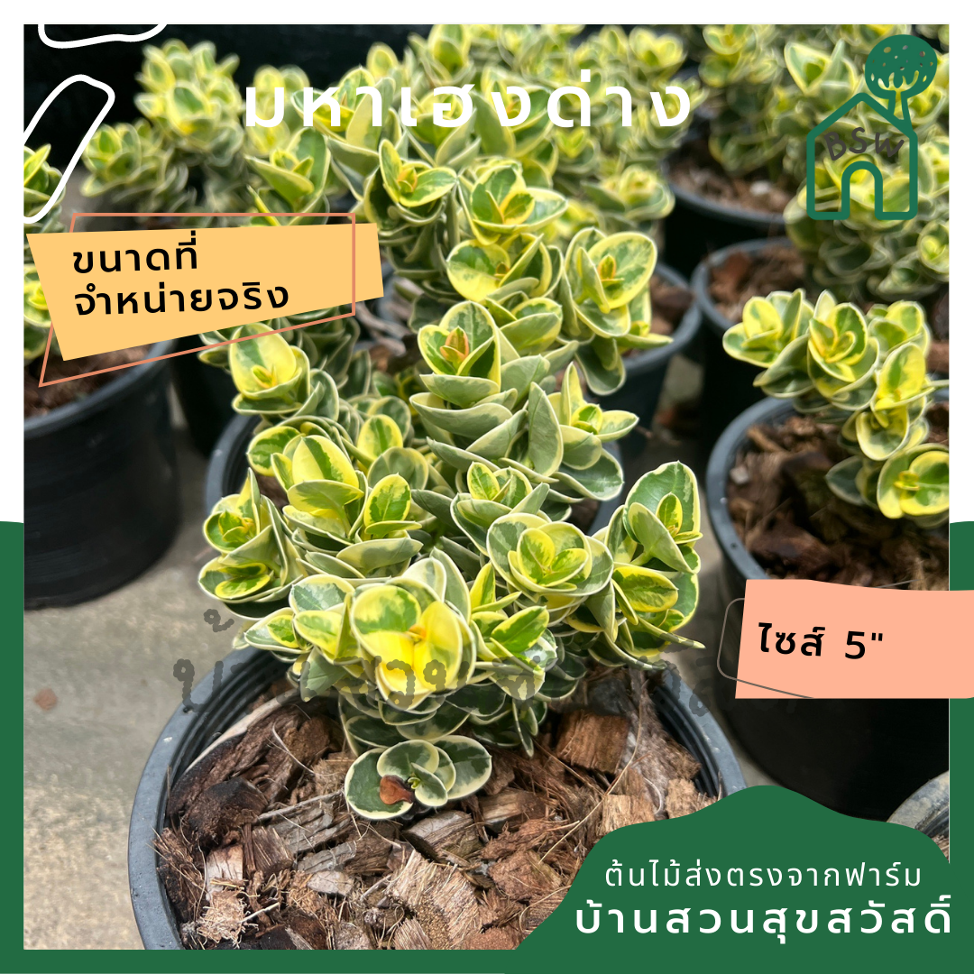 มหาเฮงด่าง พร้อมกระถาง 5 นิ้ว