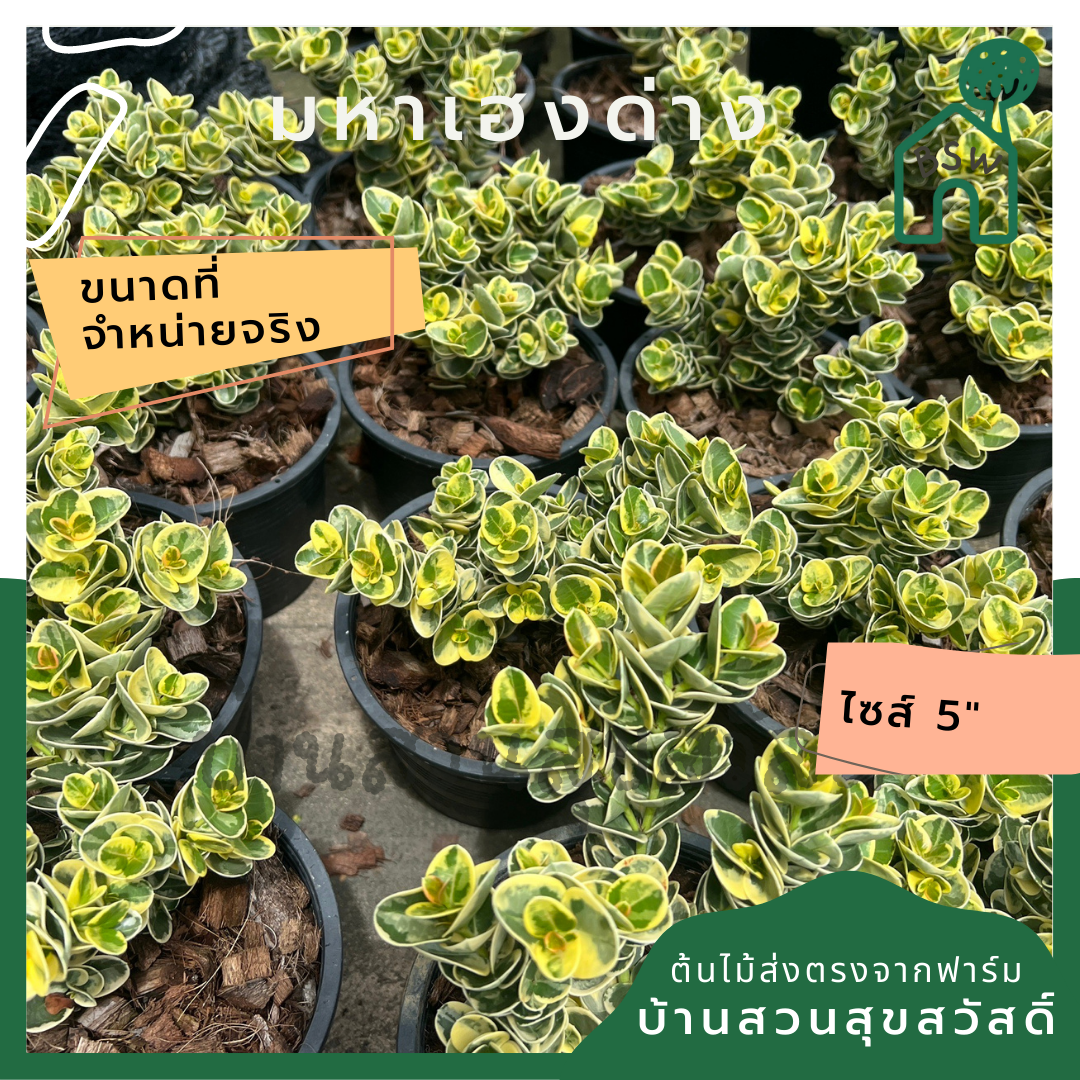 มหาเฮงด่าง พร้อมกระถาง 5 นิ้ว