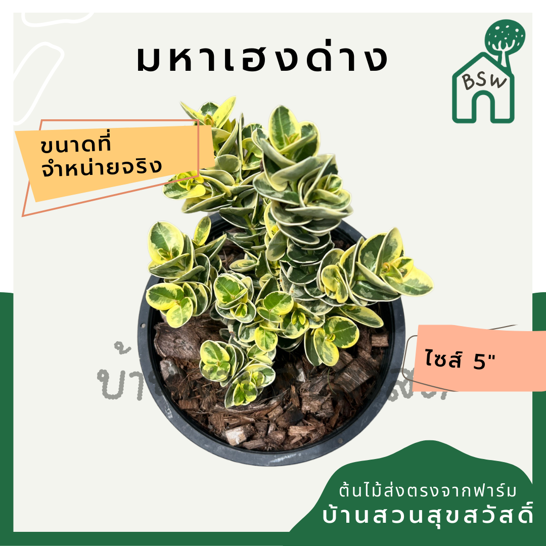 มหาเฮงด่าง พร้อมกระถาง 5 นิ้ว