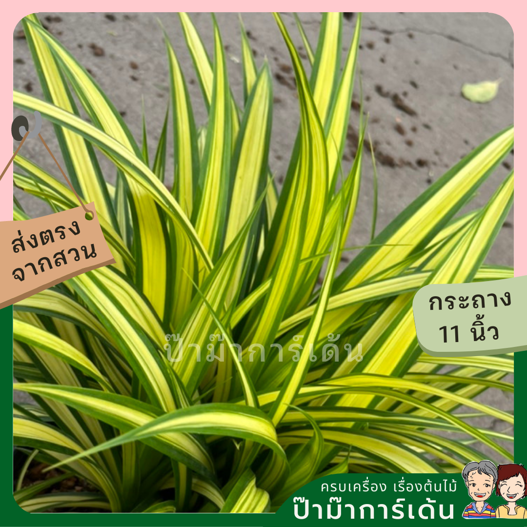 ต้นเตยด่าง เตยทอง ส่งพร้อมกระถาง 11 นิ้ว