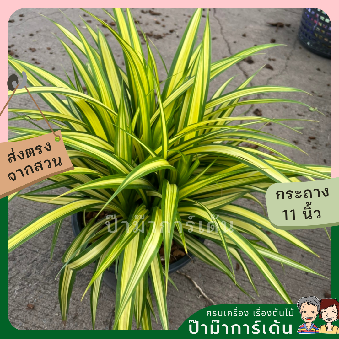 ต้นเตยด่าง เตยทอง ส่งพร้อมกระถาง 11 นิ้ว