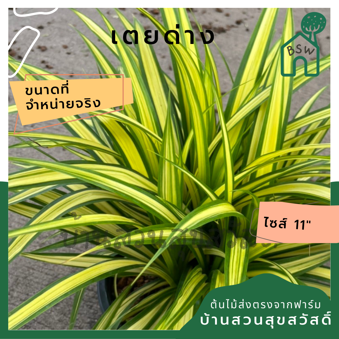 ต้นเตยด่าง เตยทอง ส่งพร้อมกระถาง 11 นิ้ว