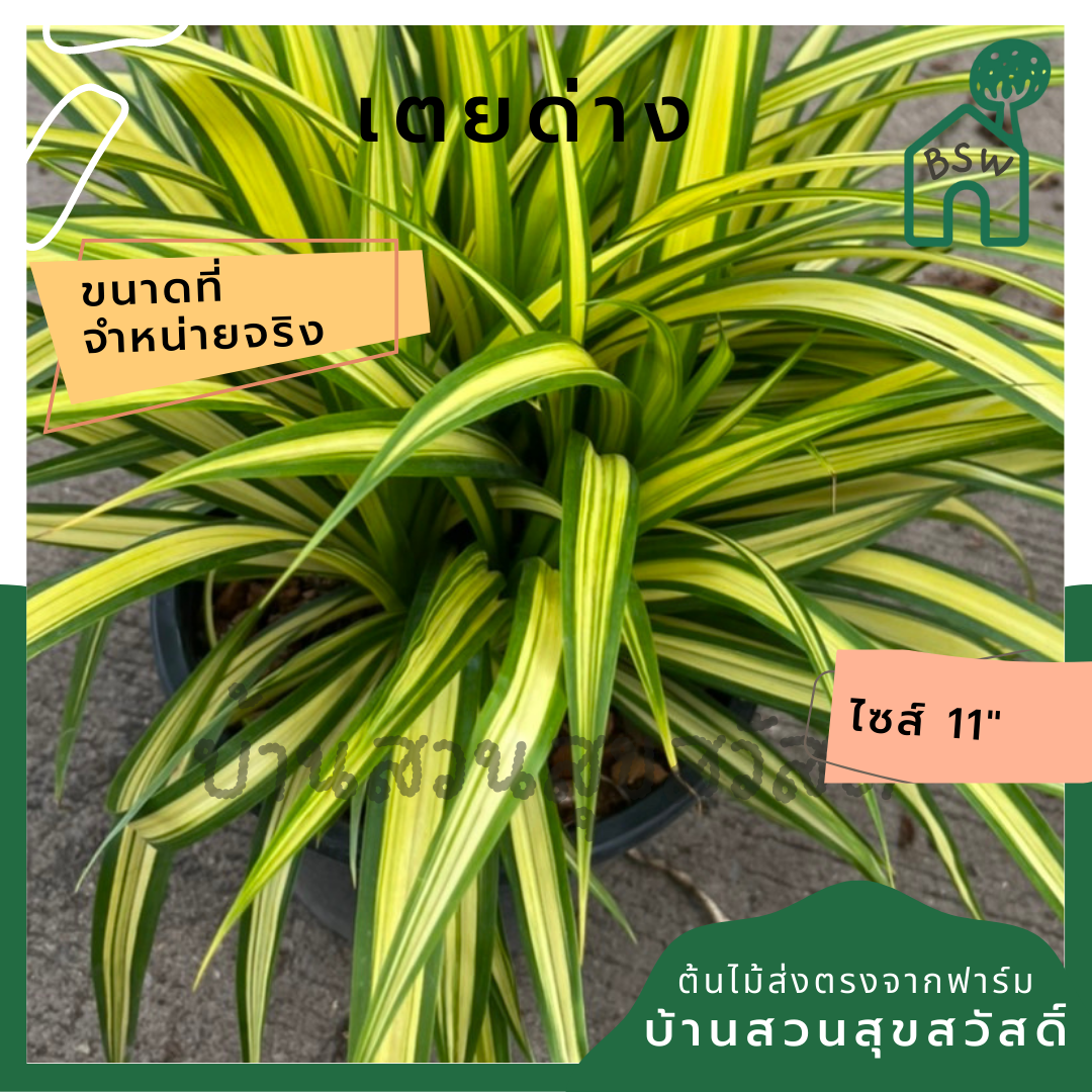 ต้นเตยด่าง เตยทอง ส่งพร้อมกระถาง 11 นิ้ว