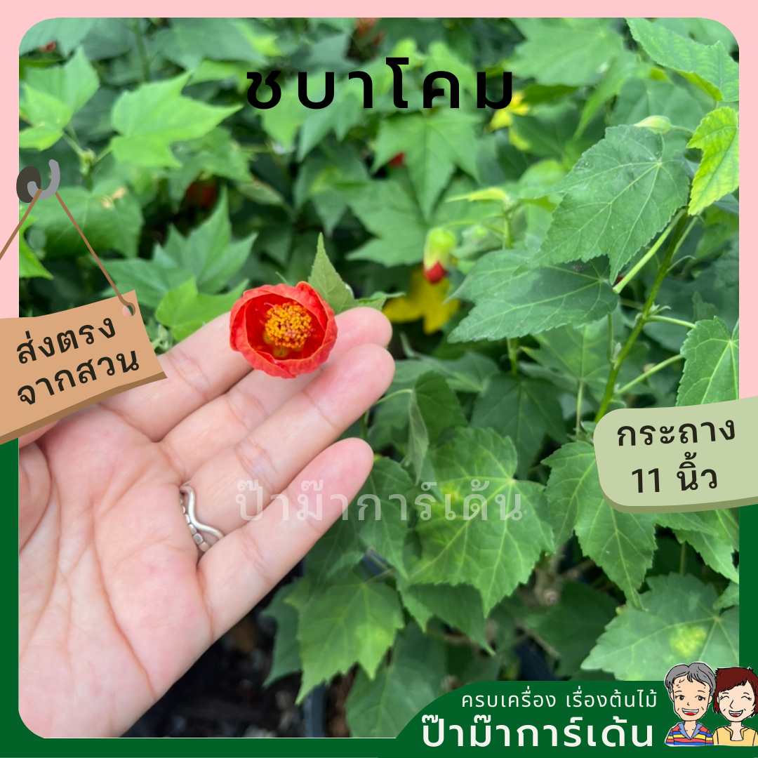 ชบาโคม กระถาง 8 นิ้ว ดอกสีแดง / สีส้ม