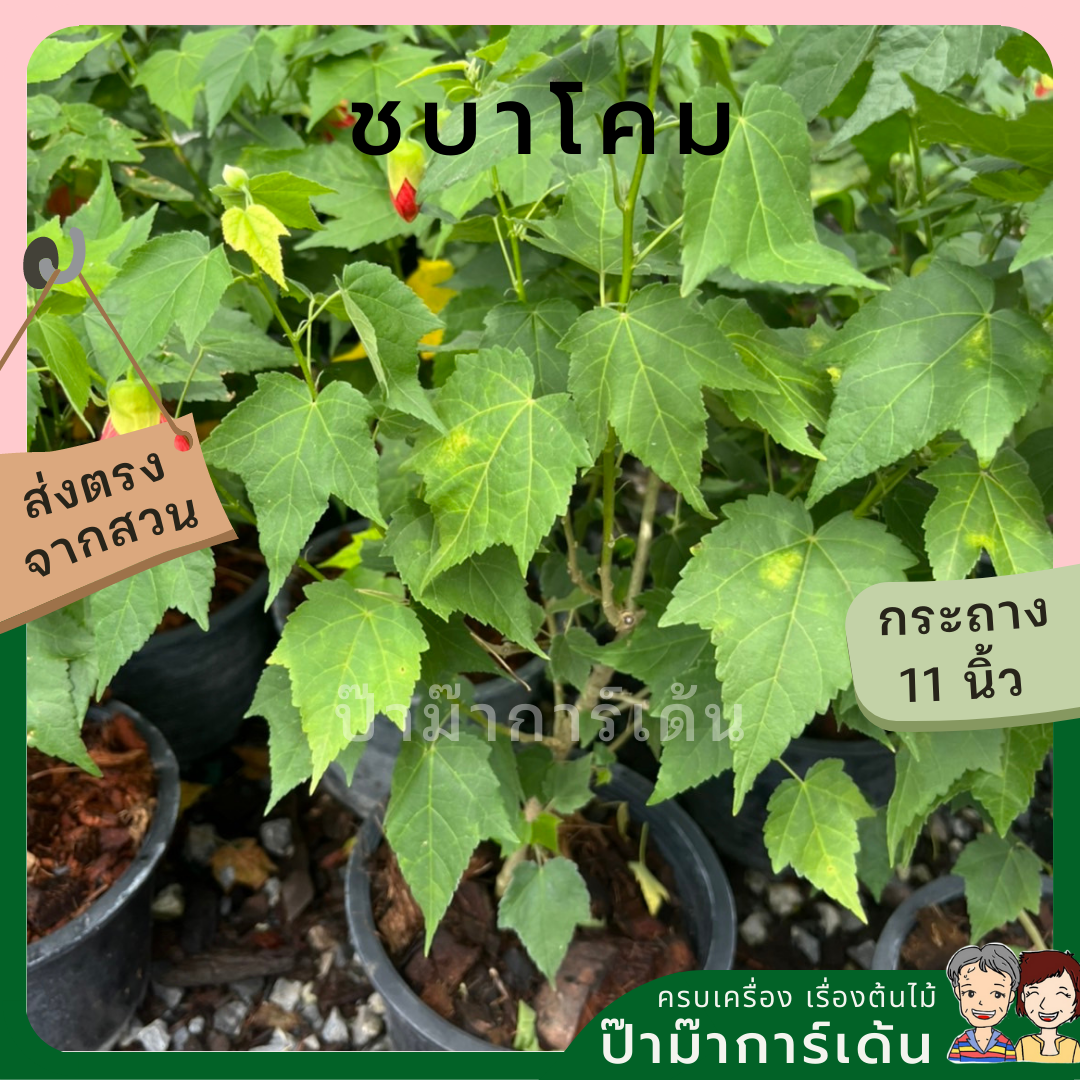 ชบาโคม กระถาง 8 นิ้ว ดอกสีแดง / สีส้ม