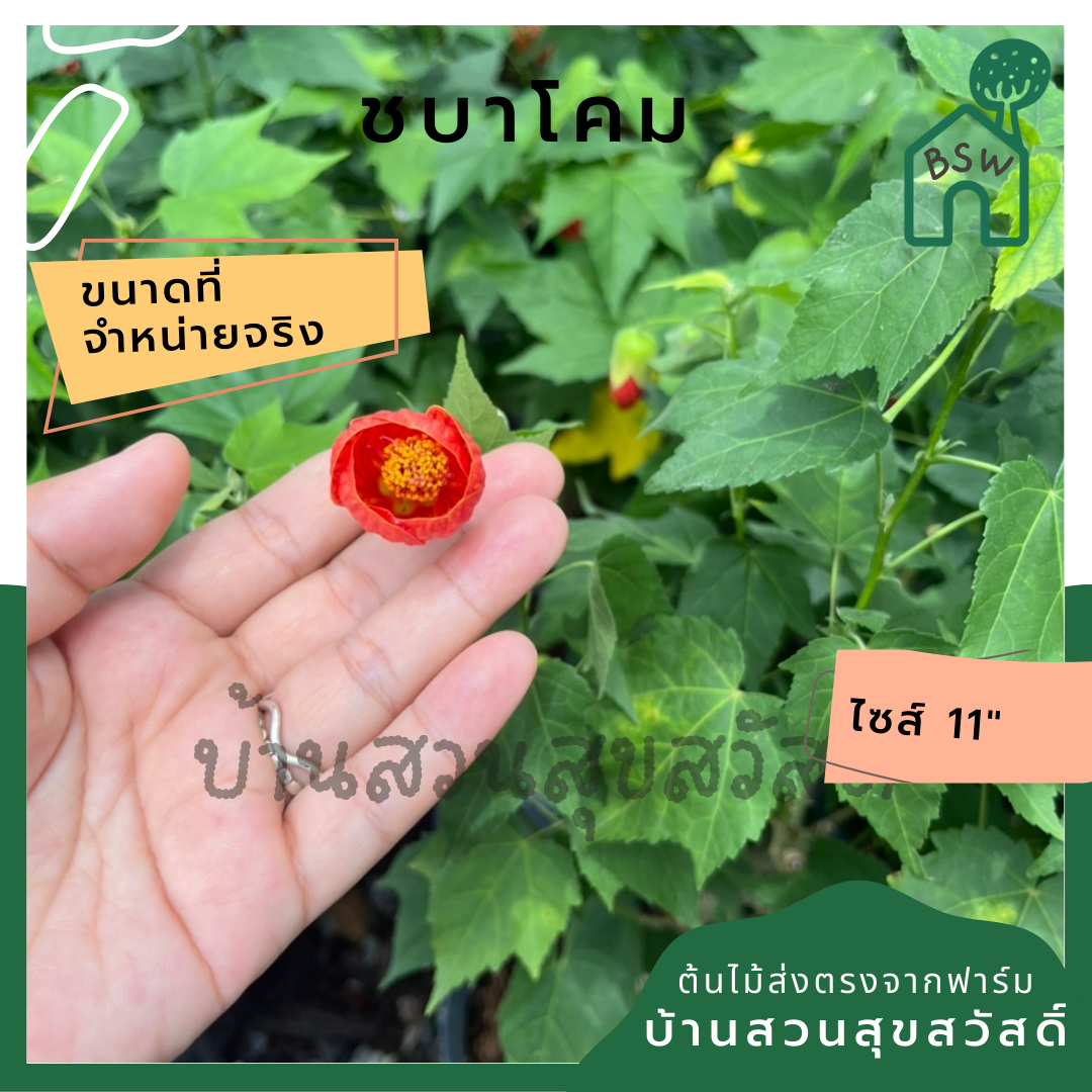 ชบาโคม กระถาง 8 นิ้ว ดอกสีแดง / สีส้ม