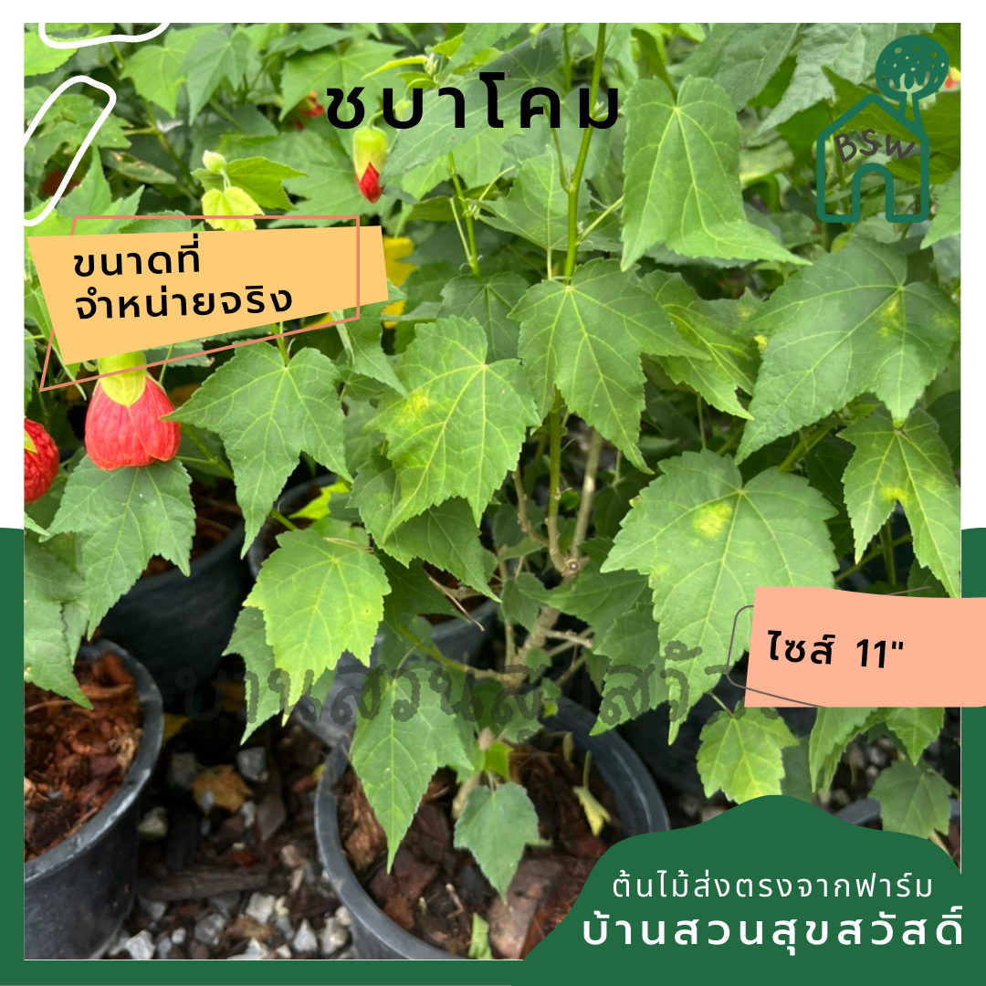 ชบาโคม กระถาง 8 นิ้ว ดอกสีแดง / สีส้ม