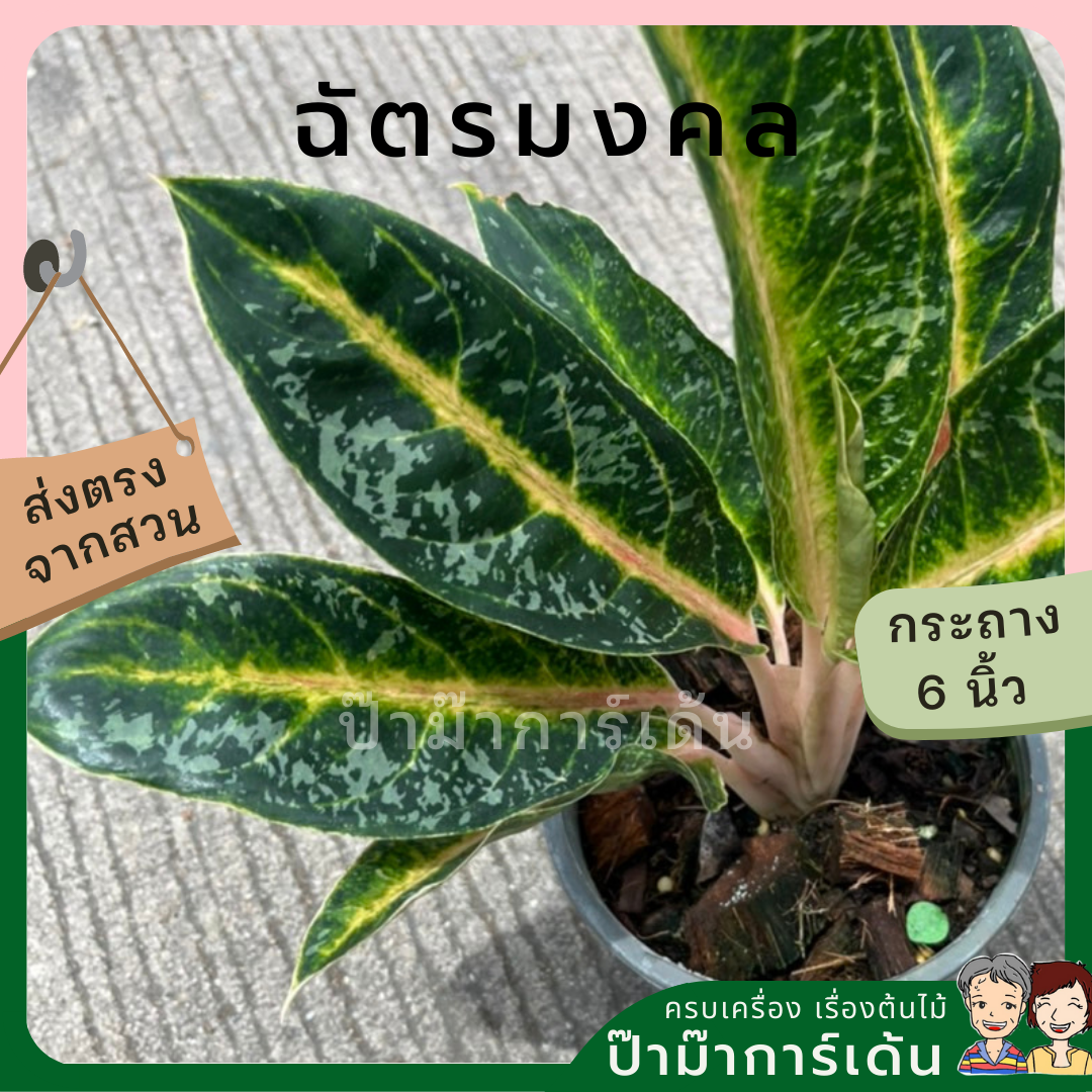 อโกลนีมา ฉัตรมงคล ส่งพร้อมกระถาง 6 นิ้ว