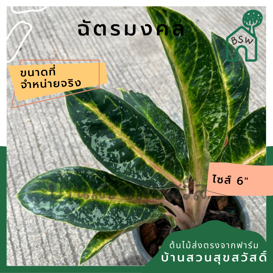 อโกลนีมา ฉัตรมงคล ส่งพร้อมกระถาง 6 นิ้ว