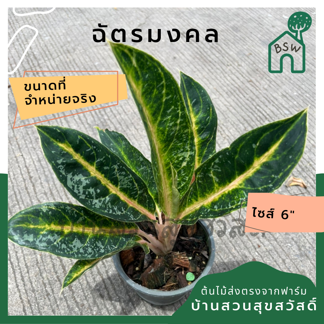 อโกลนีมา ฉัตรมงคล ส่งพร้อมกระถาง 6 นิ้ว
