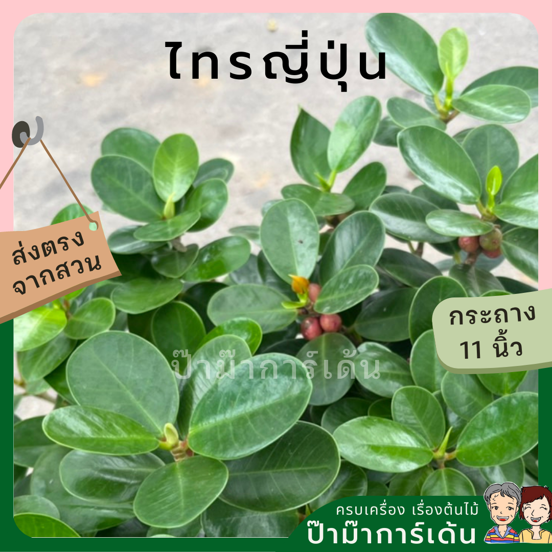 ไทรญี่ปุ่น ต้มไม้สำหรับทำบอนไซ