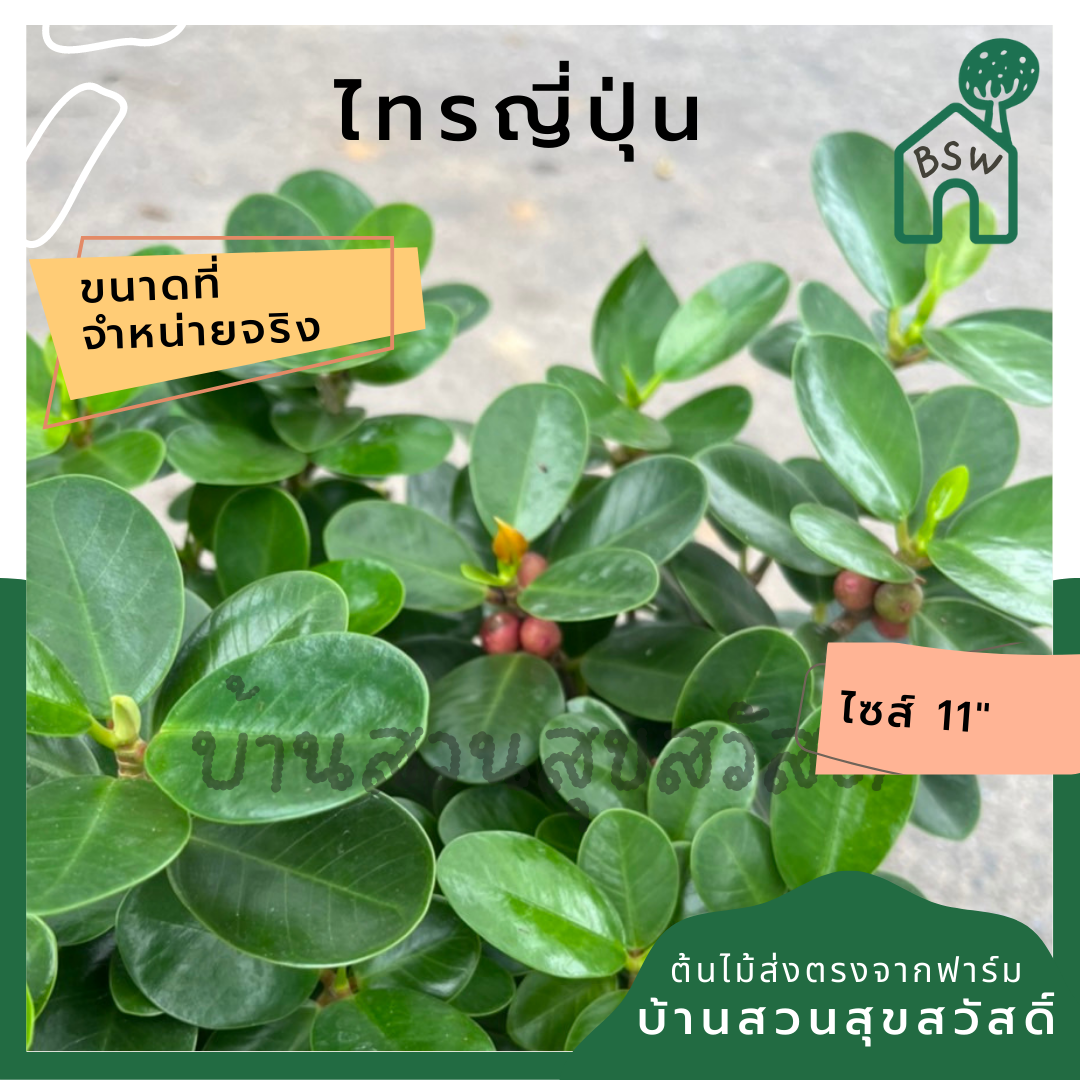 ไทรญี่ปุ่น ต้มไม้สำหรับทำบอนไซ