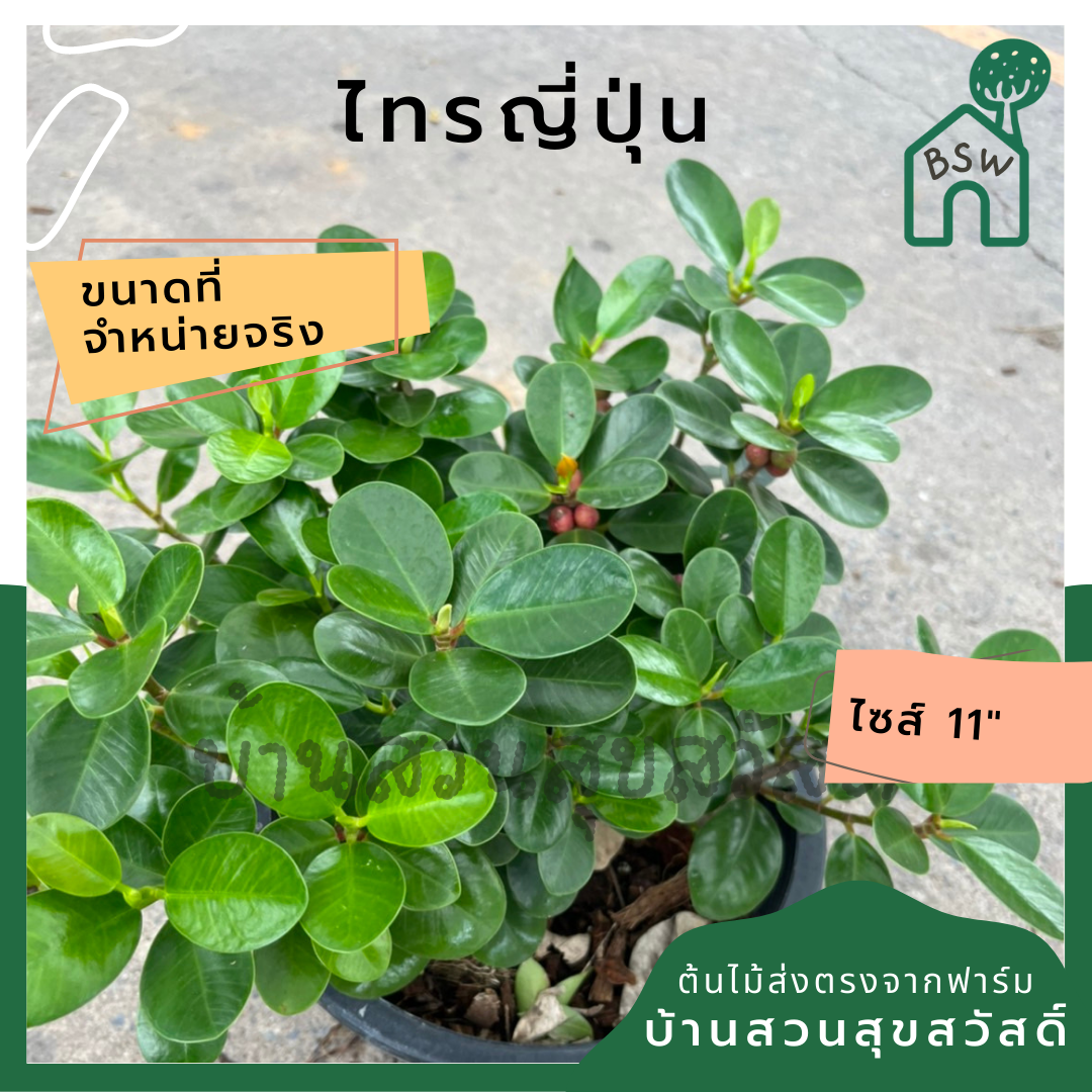 ไทรญี่ปุ่น ต้มไม้สำหรับทำบอนไซ
