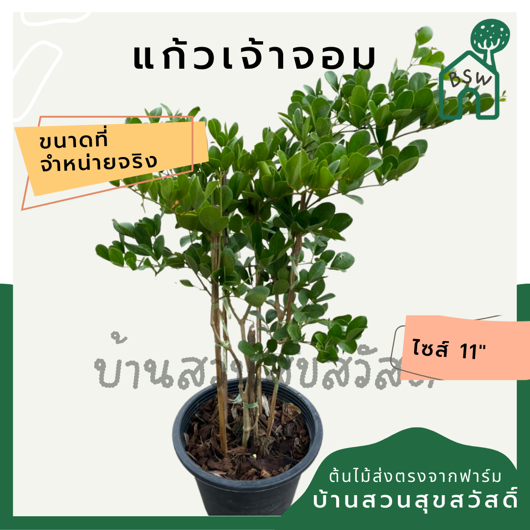 แก้วเจ้าจอม ดอกสีม่วง