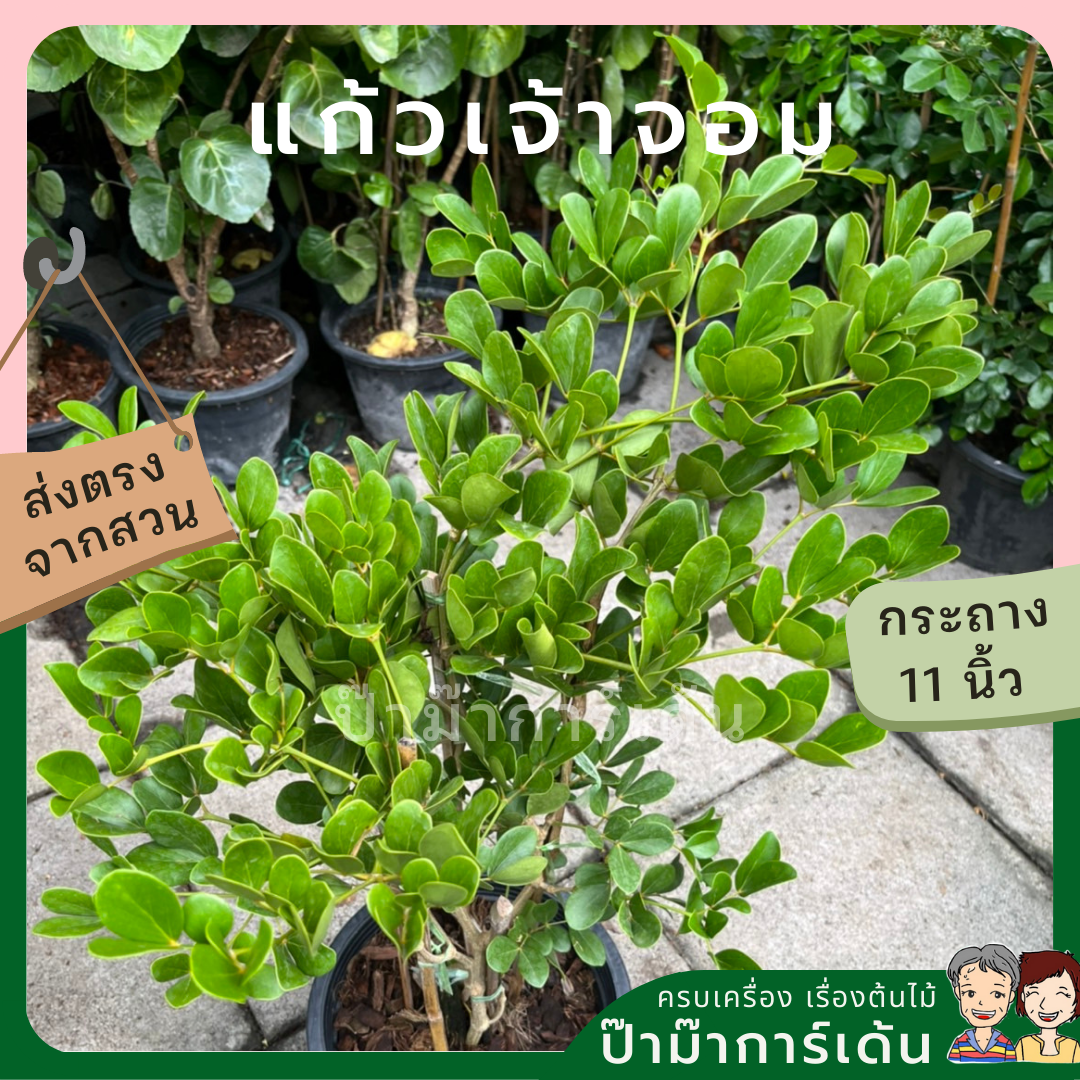 แก้วเจ้าจอม ดอกสีม่วง