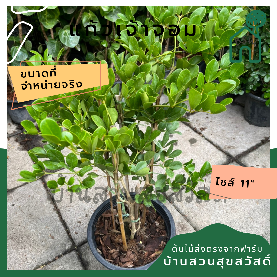 แก้วเจ้าจอม ดอกสีม่วง