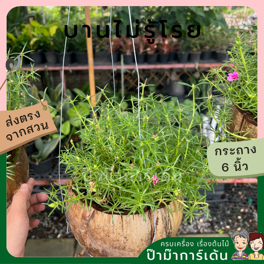 แพรเซี่ยงไฮ้ พร้มกระถางมะพร้าว