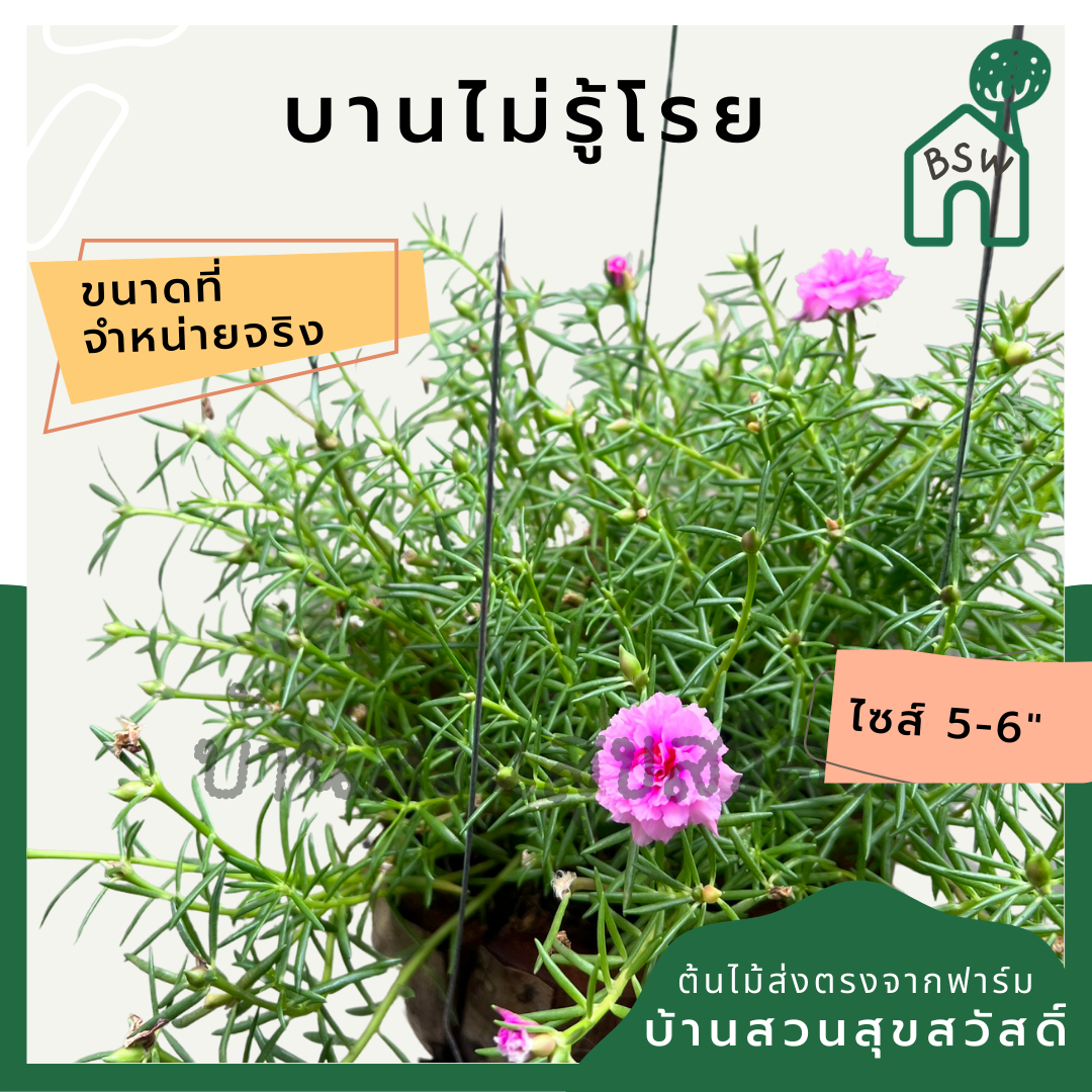 แพรเซี่ยงไฮ้ พร้มกระถางมะพร้าว