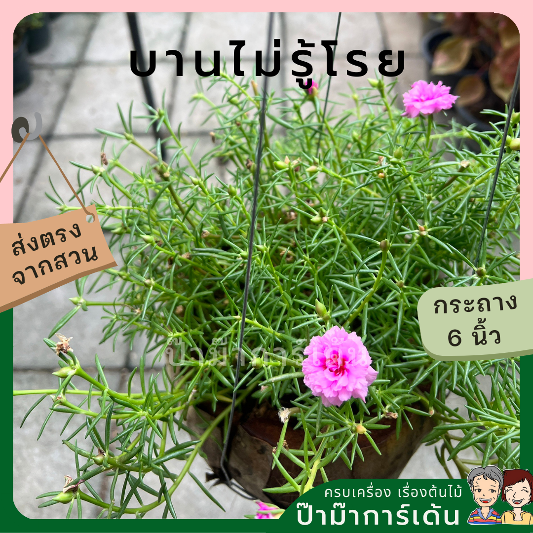 แพรเซี่ยงไฮ้ พร้มกระถางมะพร้าว