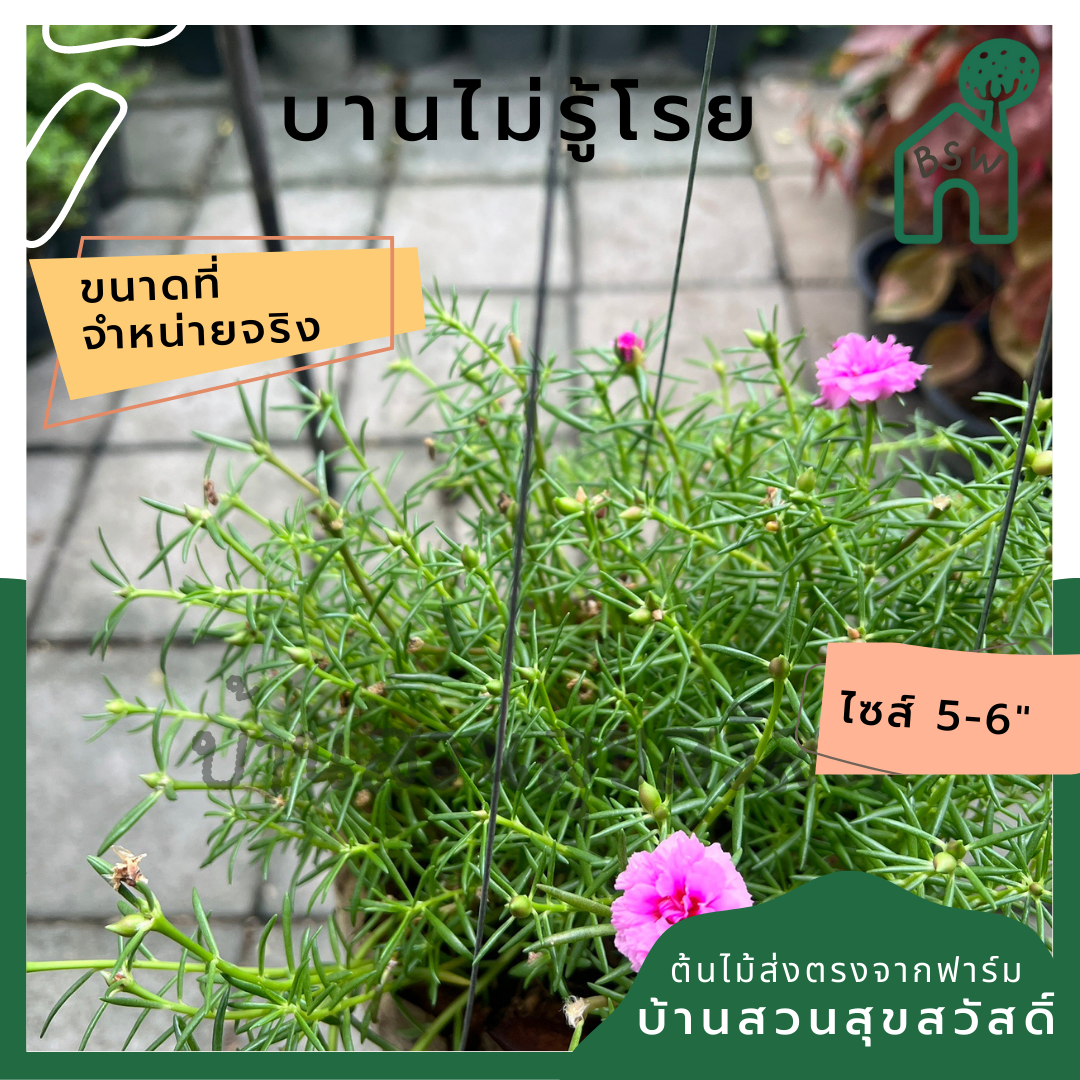 แพรเซี่ยงไฮ้ พร้มกระถางมะพร้าว