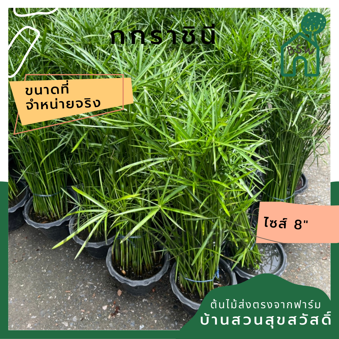 กกราชินี ไปรับ