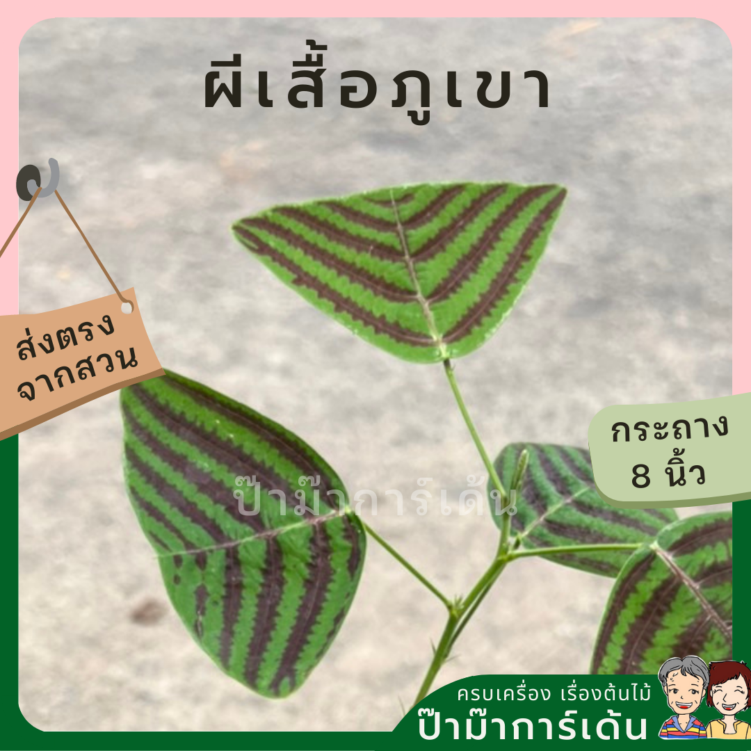 ผีเสื้อภูเขา (Christia obcordata)