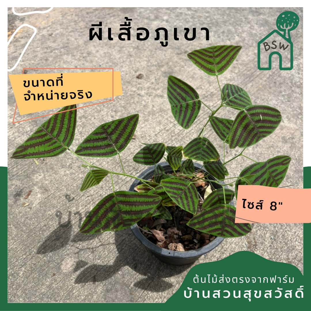 ผีเสื้อภูเขา (Christia obcordata)