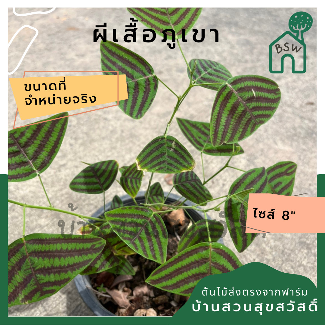 ผีเสื้อภูเขา (Christia obcordata)