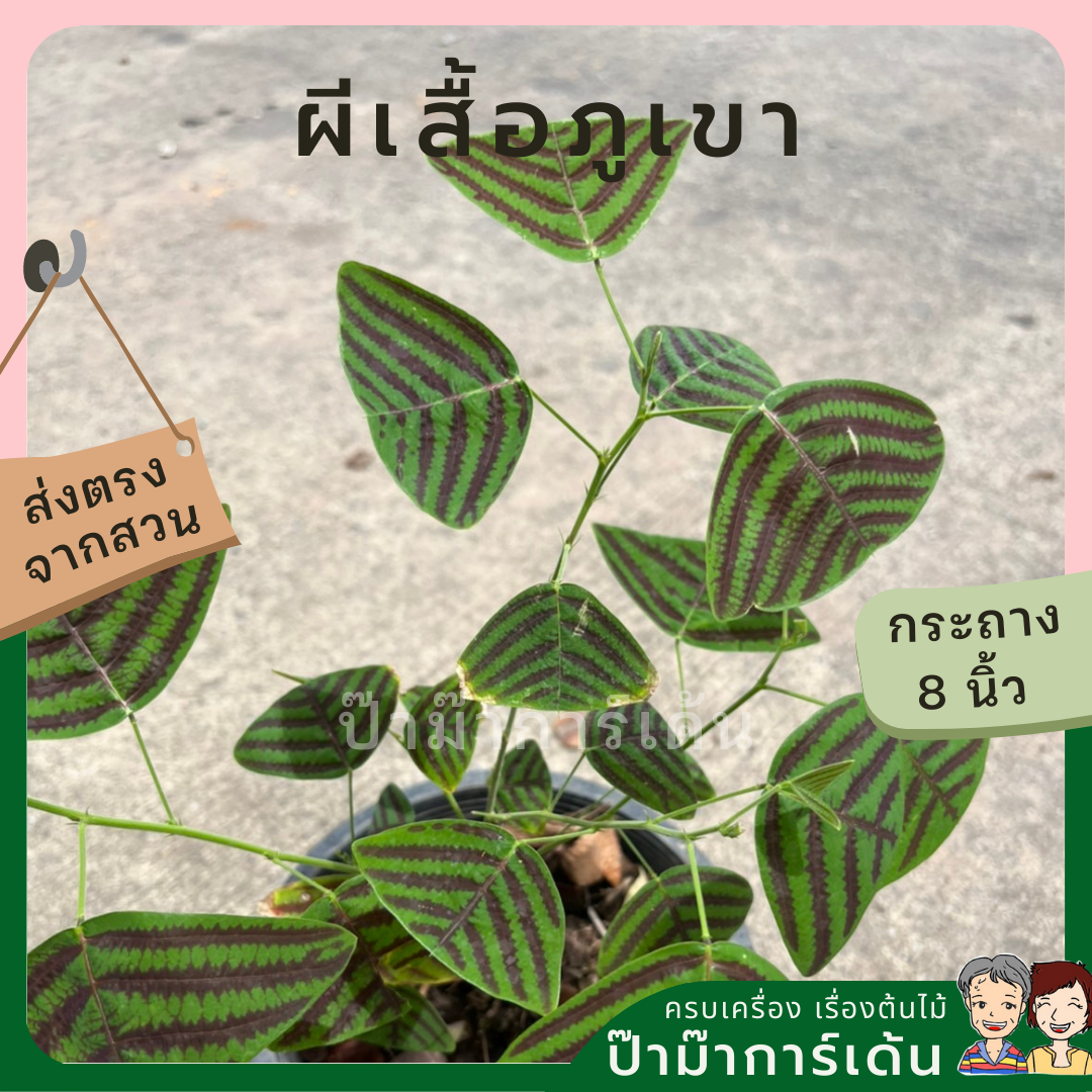 ผีเสื้อภูเขา (Christia obcordata)