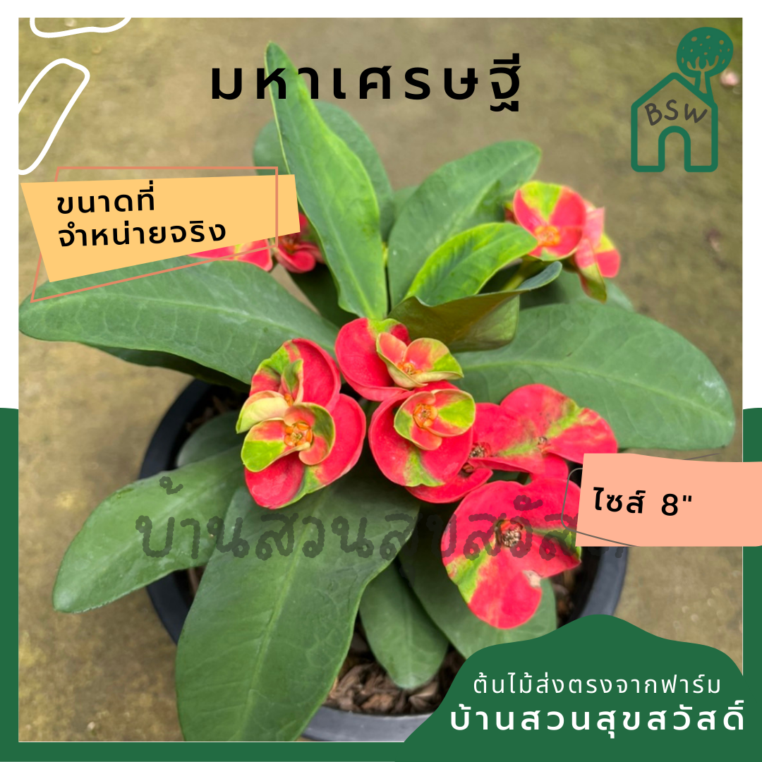 โป๊เซียน มหาเศรษฐี ต้นใหญ่ใส่กระถาง 8 นิ้ว