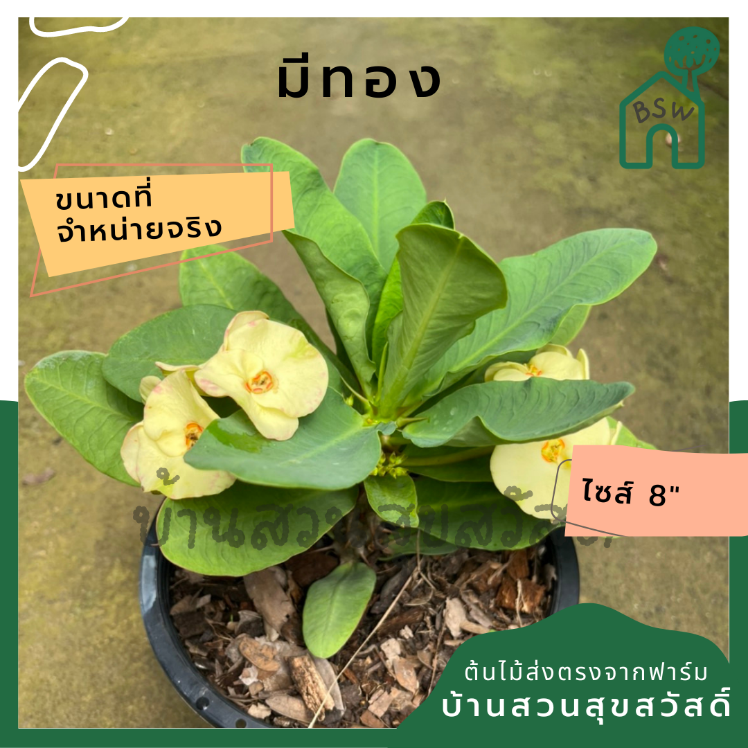 โป๊เซียน มีทอง ต้นใหญ่ใส่กระถาง 8 นิ้ว