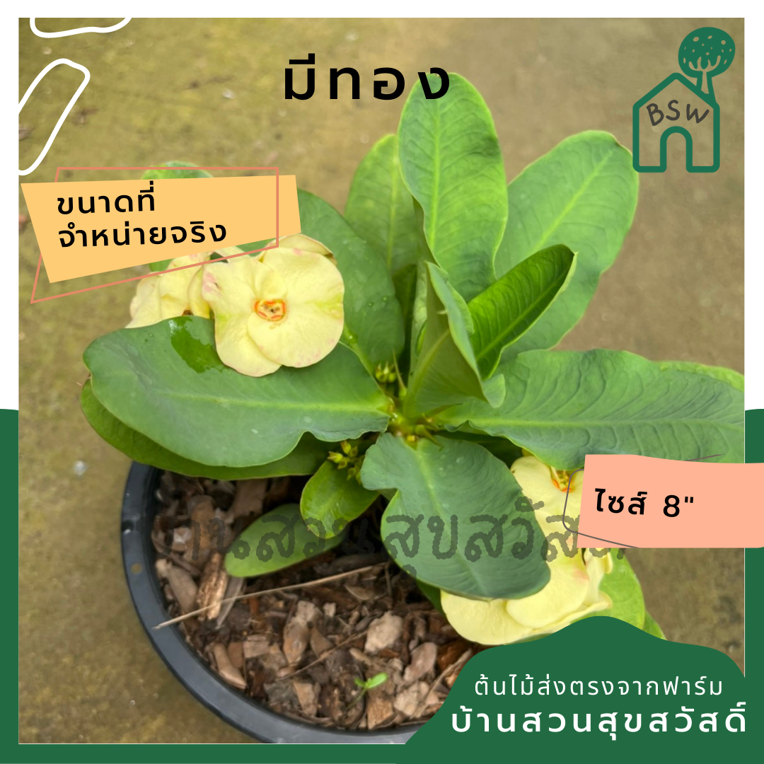 โป๊เซียน มีทอง ต้นใหญ่ใส่กระถาง 8 นิ้ว