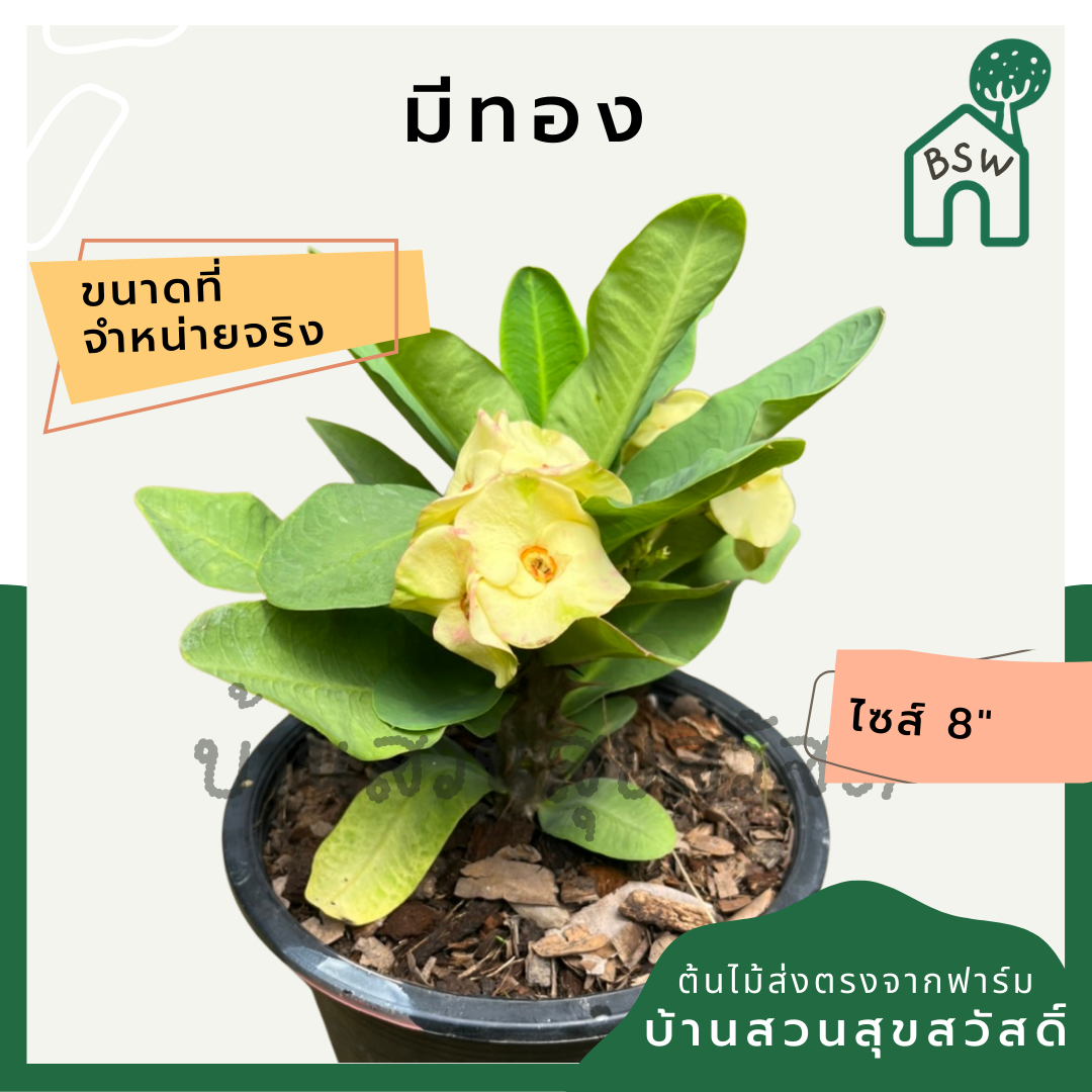โป๊เซียน มีทอง ต้นใหญ่ใส่กระถาง 8 นิ้ว