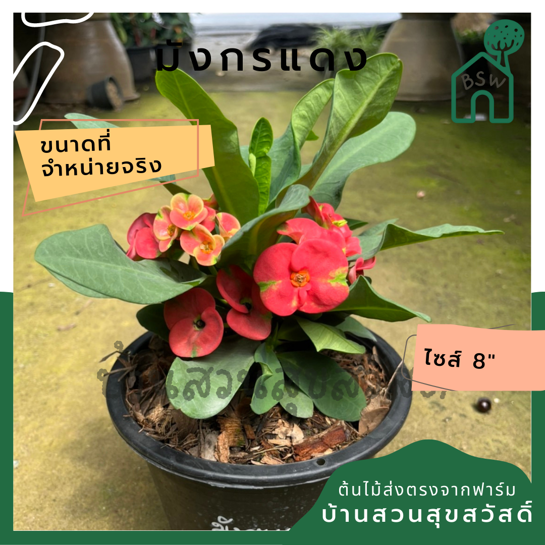 โป๊เซียน มังกรแดง ต้นใหญ่ใส่กระถาง 8 นิ้ว