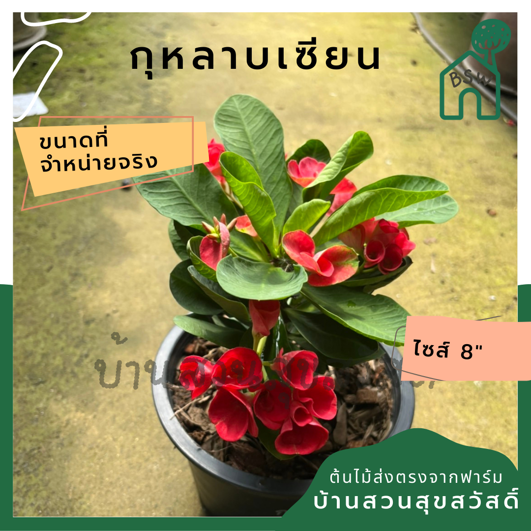 โป๊เซียน กุหลาบเซียน ต้นใหญ่ใส่กระถาง 8 นิ้ว