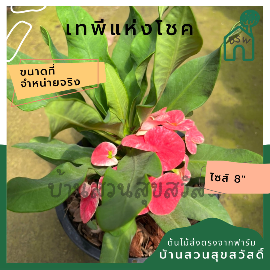 โป๊เซียน เทพีแห่งโชค ต้นใหญ่ใส่กระถาง 8 นิ้ว